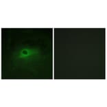 Immunofluorescence - Anti-CSFR Antibody (B0876) - Antibodies.com