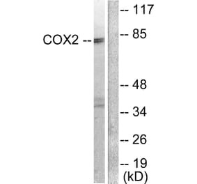 Western Blot - Anti-Cox2 Antibody (C0160) - Antibodies.com