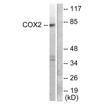 Western Blot - Anti-Cox2 Antibody (C0160) - Antibodies.com