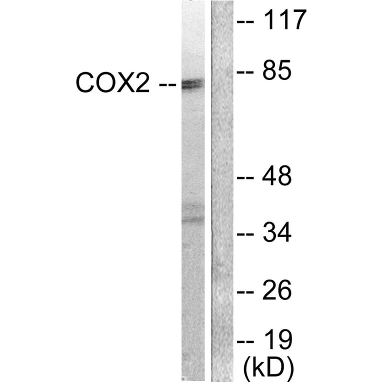 Western Blot - Anti-Cox2 Antibody (C0160) - Antibodies.com