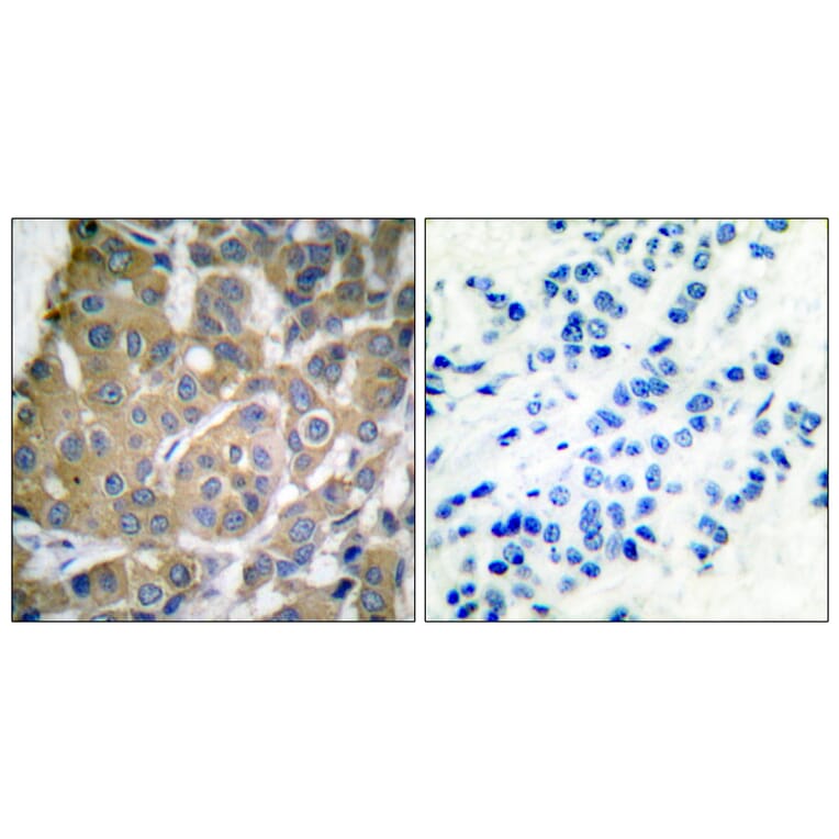 Immunohistochemistry - Anti-Cox2 Antibody (C0160) - Antibodies.com