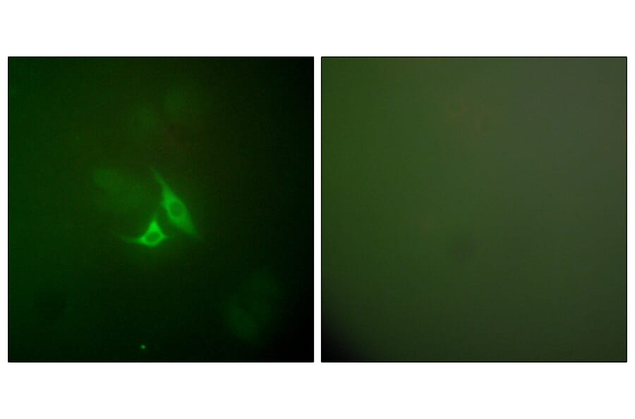 Immunofluorescence - Anti-Cox2 Antibody (C0160) - Antibodies.com