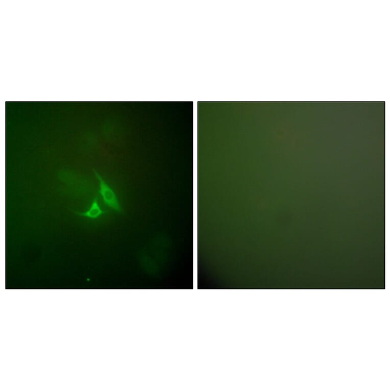 Immunofluorescence - Anti-Cox2 Antibody (C0160) - Antibodies.com