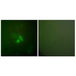 Immunofluorescence - Anti-Cox2 Antibody (C0160) - Antibodies.com