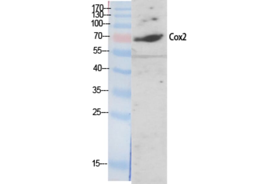 Western Blot - Anti-Cox2 Antibody (C0160) - Antibodies.com