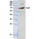 Western Blot - Anti-Cox2 Antibody (C0160) - Antibodies.com