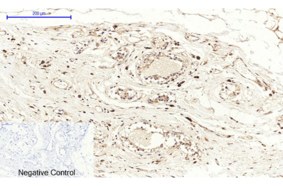 Immunohistochemistry - Anti-Cox2 Antibody (C0160) - Antibodies.com
