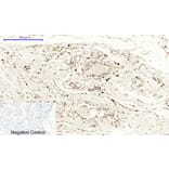 Immunohistochemistry - Anti-Cox2 Antibody (C0160) - Antibodies.com