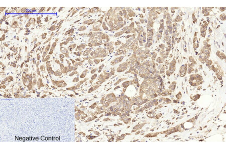 Immunohistochemistry - Anti-Cox2 Antibody (C0160) - Antibodies.com