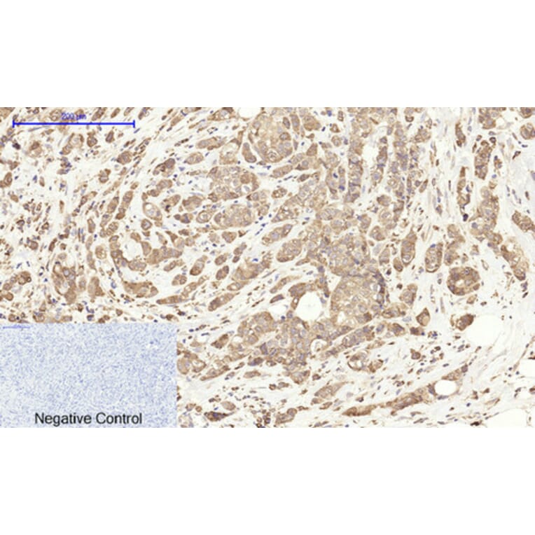 Immunohistochemistry - Anti-Cox2 Antibody (C0160) - Antibodies.com
