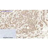 Immunohistochemistry - Anti-Cox2 Antibody (C0160) - Antibodies.com