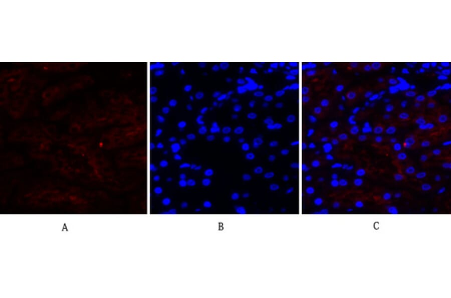 Immunofluorescence - Anti-Cox2 Antibody (C0160) - Antibodies.com