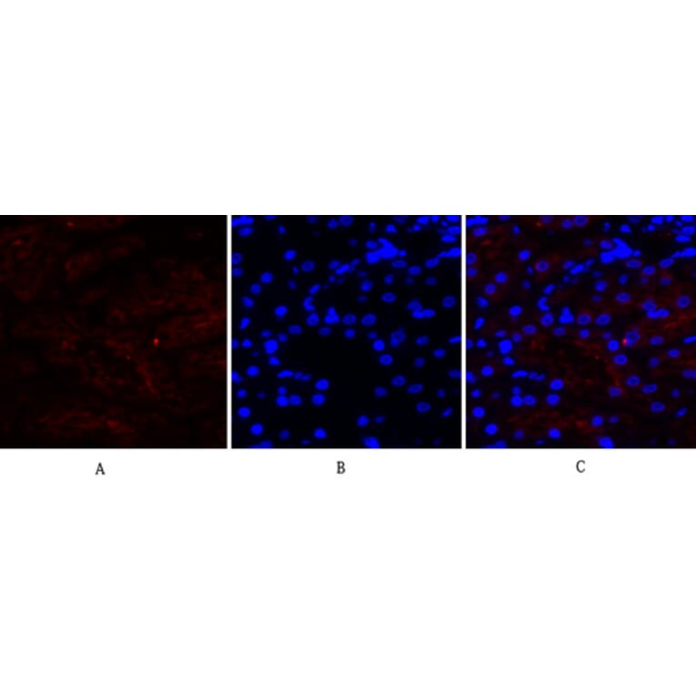 Immunofluorescence - Anti-Cox2 Antibody (C0160) - Antibodies.com