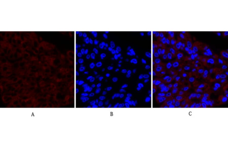 Immunofluorescence - Anti-Cox2 Antibody (C0160) - Antibodies.com
