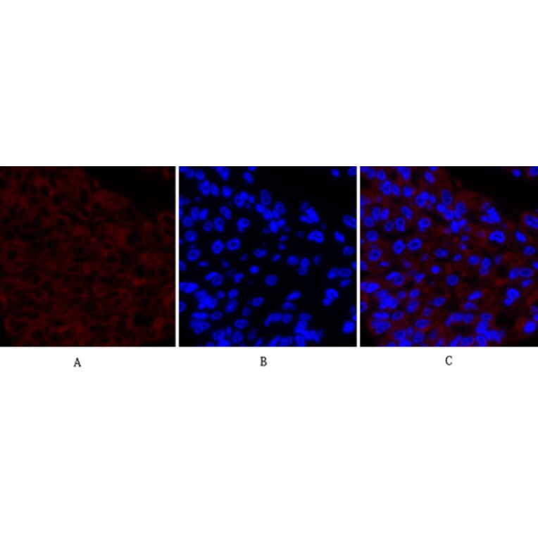 Immunofluorescence - Anti-Cox2 Antibody (C0160) - Antibodies.com