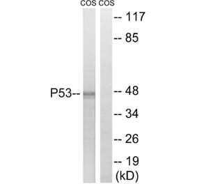 Western Blot - Anti-p53 Antibody (B7180) - Antibodies.com