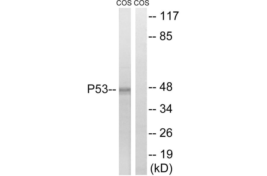 Western Blot - Anti-p53 Antibody (B7180) - Antibodies.com