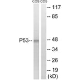 Western Blot - Anti-p53 Antibody (B7180) - Antibodies.com