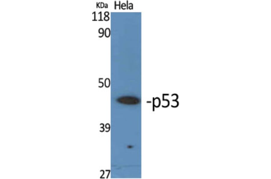 Western Blot - Anti-p53 Antibody (B7180) - Antibodies.com