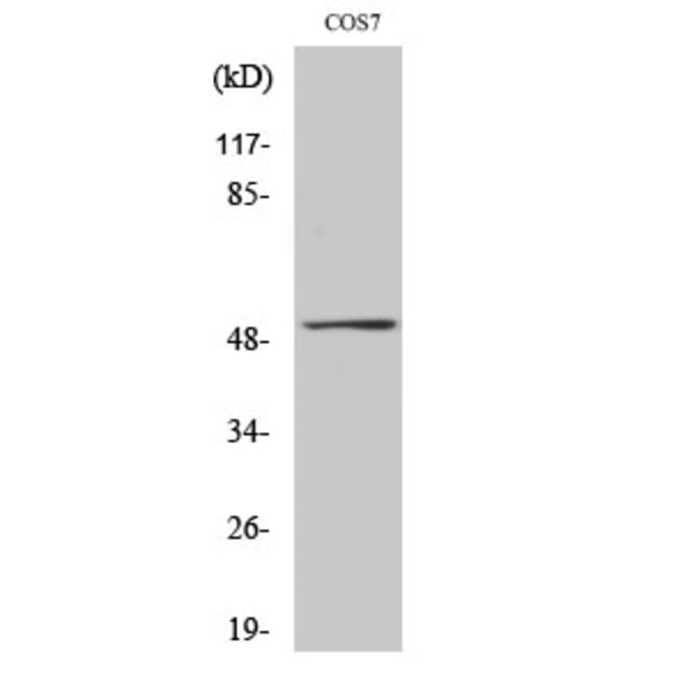 Western Blot - Anti-p53 Antibody (B7180) - Antibodies.com