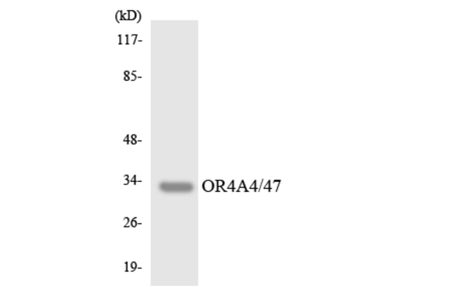Western Blot - Anti-OR4A4 + OR47 Antibody (R12-3181) - Antibodies.com