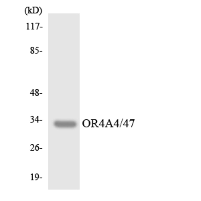 Western Blot - Anti-OR4A4 + OR47 Antibody (R12-3181) - Antibodies.com