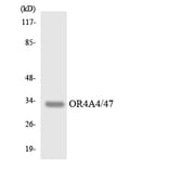 Western Blot - Anti-OR4A4 + OR47 Antibody (R12-3181) - Antibodies.com