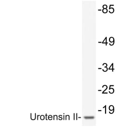 Western Blot - Anti-Urotensin II Antibody (R12-2404) - Antibodies.com