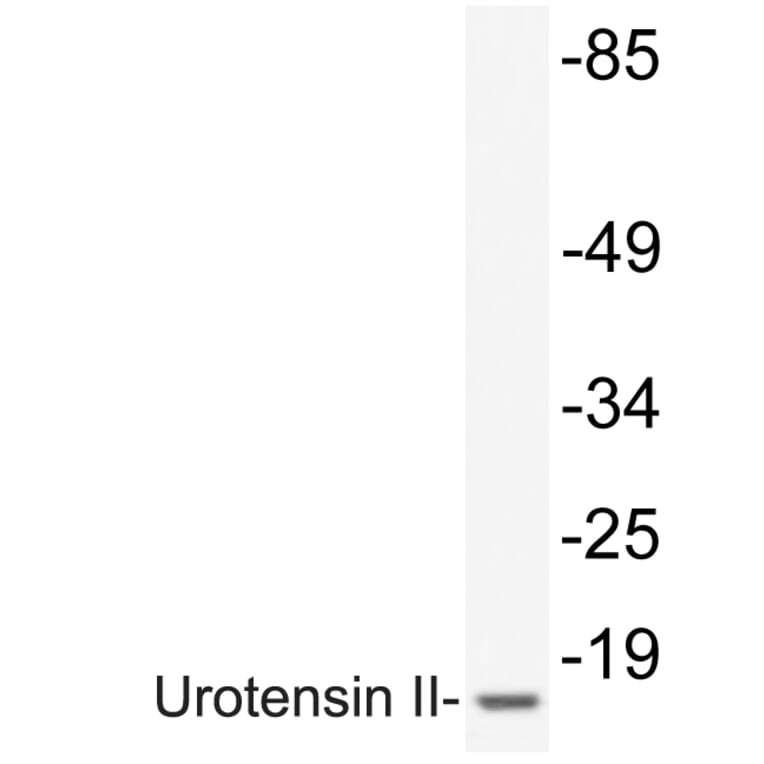 Western Blot - Anti-Urotensin II Antibody (R12-2404) - Antibodies.com