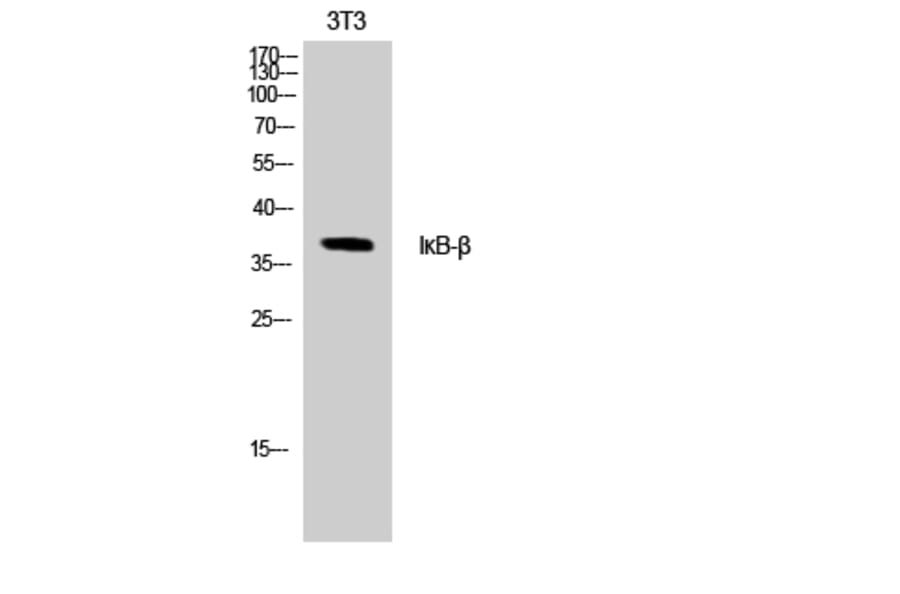 Western Blot - Anti-IkappaB-beta Antibody (B0438) - Antibodies.com