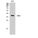 Western Blot - Anti-IkappaB-beta Antibody (B0438) - Antibodies.com