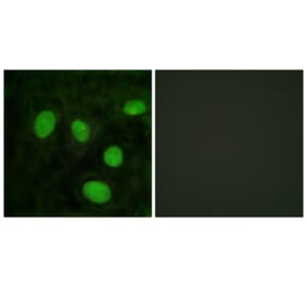 Immunofluorescence - Anti-Histone H1oo Antibody (D0021) - Antibodies.com