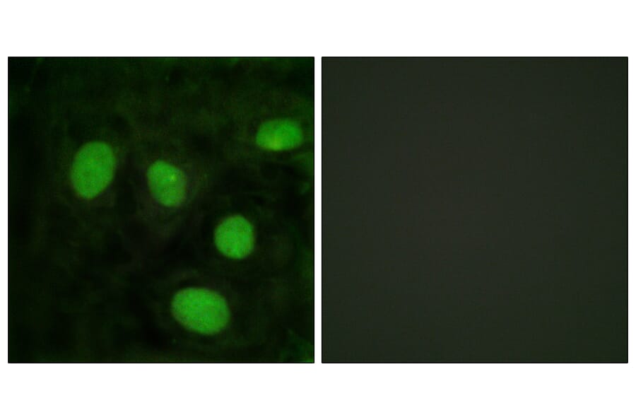Immunofluorescence - Anti-Histone H1oo Antibody (D0021) - Antibodies.com