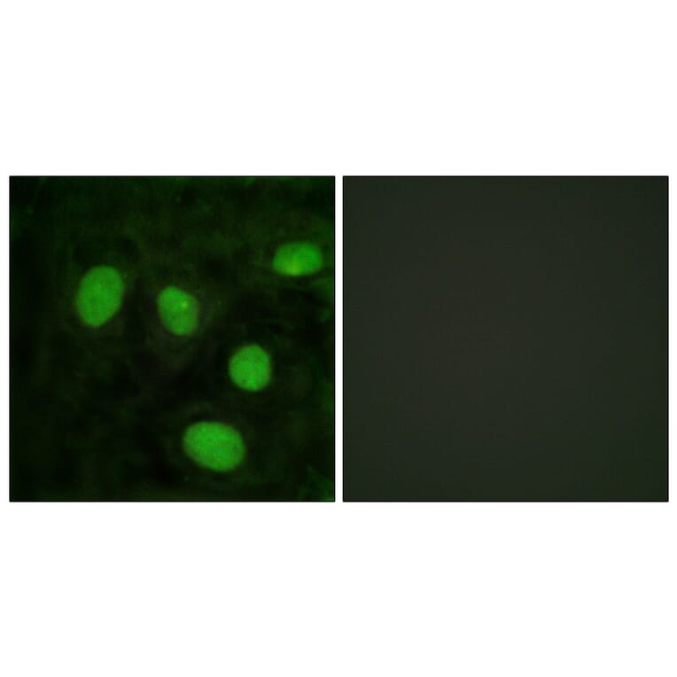 Immunofluorescence - Anti-Histone H1oo Antibody (D0021) - Antibodies.com