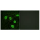 Immunofluorescence - Anti-Histone H1oo Antibody (D0021) - Antibodies.com