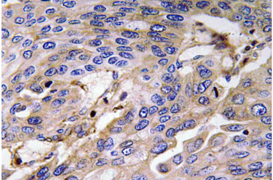Immunohistochemistry - Anti-Haptoglobin Antibody (R12-2176) - Antibodies.com
