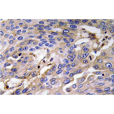 Immunohistochemistry - Anti-Haptoglobin Antibody (R12-2176) - Antibodies.com