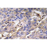 Immunohistochemistry - Anti-Haptoglobin Antibody (R12-2176) - Antibodies.com