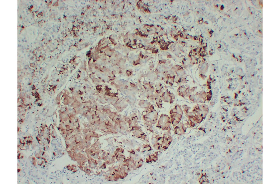 Immunohistochemistry - Anti-Prolactin Antibody (V0115) - Antibodies.com