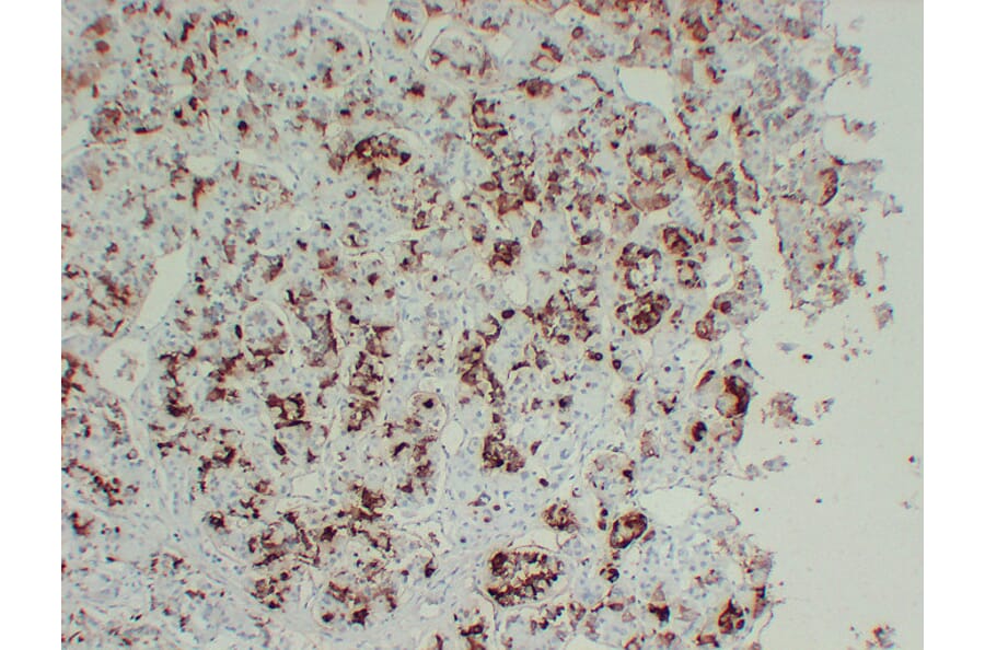 Immunohistochemistry - Anti-Prolactin Antibody (V0115) - Antibodies.com