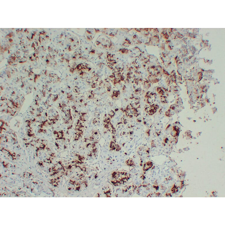Immunohistochemistry - Anti-Prolactin Antibody (V0115) - Antibodies.com