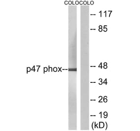 Western Blot - Anti-p47 phox Antibody (B1160) - Antibodies.com