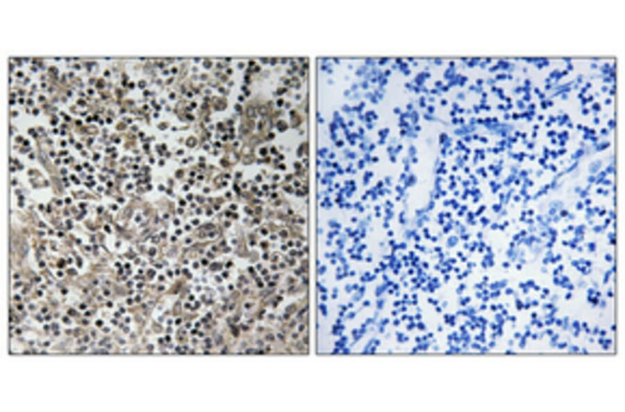 Immunohistochemistry - Anti-p47 phox Antibody (B1160) - Antibodies.com