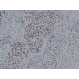 Immunohistochemistry - Anti-Myogenin Antibody (V0101) - Antibodies.com