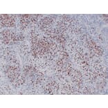 Immunohistochemistry - Anti-Myogenin Antibody (V0101) - Antibodies.com