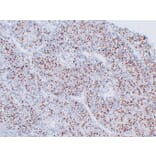 Immunohistochemistry - Anti-Myogenin Antibody (V0101) - Antibodies.com