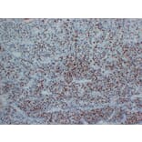 Immunohistochemistry - Anti-Myogenin Antibody (V0101) - Antibodies.com