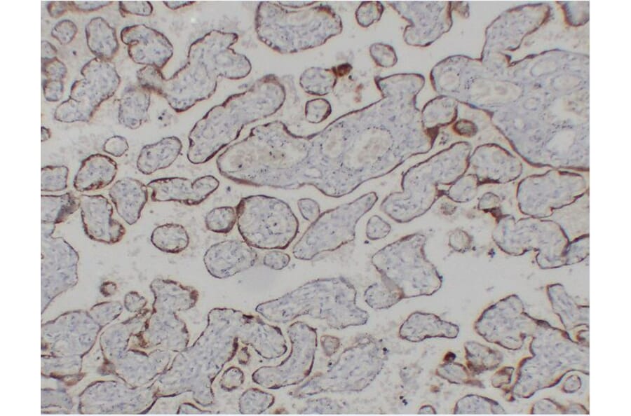 Immunohistochemistry - Anti-hCG beta Antibody (V0081) - Antibodies.com