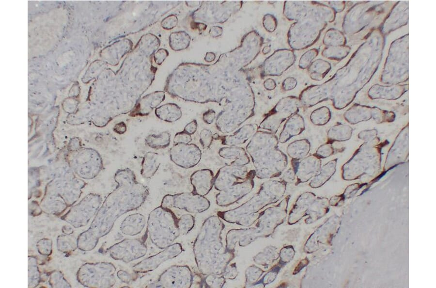 Immunohistochemistry - Anti-hCG beta Antibody (V0081) - Antibodies.com