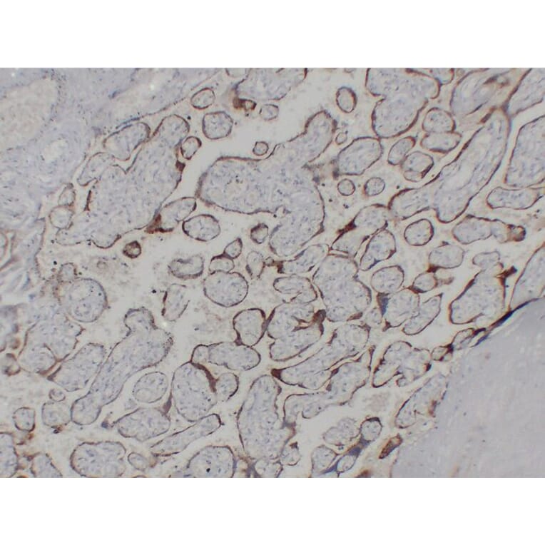 Immunohistochemistry - Anti-hCG beta Antibody (V0081) - Antibodies.com